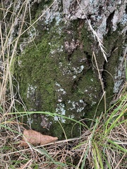 Dicranum montanum