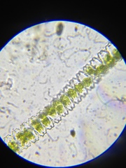 Desmidium grevillei