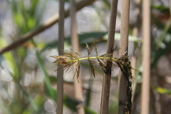 Ceratophyllum submersum