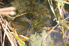 Ceratophyllum submersum