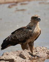 Aquila rapax