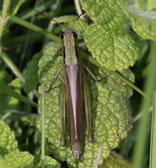 Mecostethus parapleurus