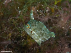 Stephanolepis hispida