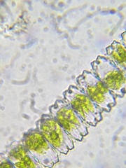 Desmidium grevillei
