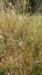 Epilobium brachycarpum