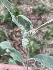 Ditylenchus phyllobius