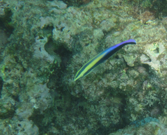 Labroides phthirophagus