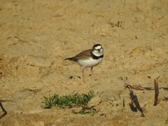Charadrius collaris