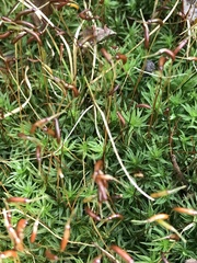 Atrichum undulatum