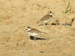 Charadrius collaris
