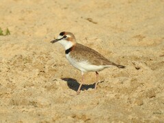 Charadrius collaris