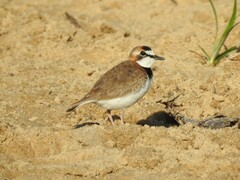 Charadrius collaris