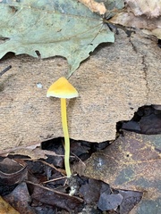 Mycena crocea