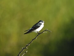 Tachycineta leucorrhoa