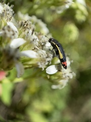 Acmaeodera flavomarginata