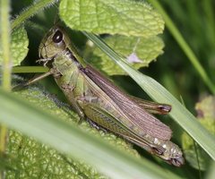 Mecostethus parapleurus