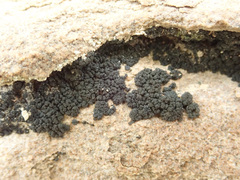 Lichinaceae
