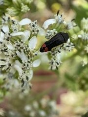 Acmaeodera flavomarginata