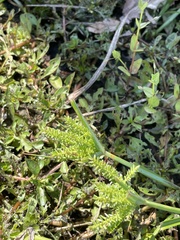 Cyperus erythrorhizos