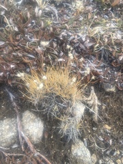 Dryas hookeriana