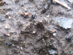 Armadillidium versicolor