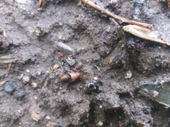 Armadillidium versicolor