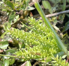 Cyperus erythrorhizos