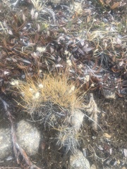 Dryas hookeriana
