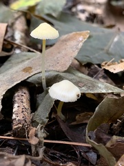 Mycena crocea