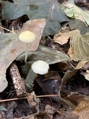 Mycena crocea