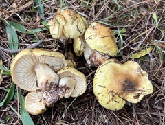 Tricholoma intermedium