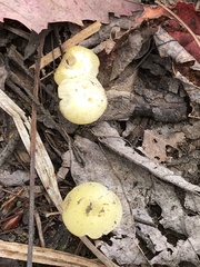Hygrophorus chrysodon