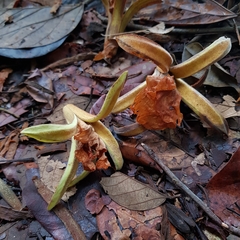 Pterospermum acerifolium