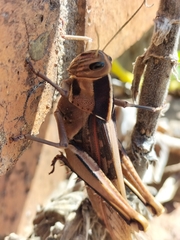 Acanthacris ruficornis