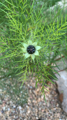 Nigella damascena