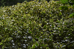 Scaevola crassifolia
