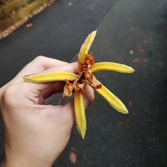 Pterospermum acerifolium