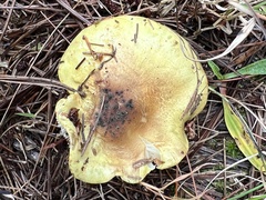 Tricholoma intermedium