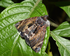 Catephia natalensis