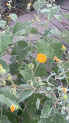 Abutilon palmeri