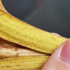 Pterospermum acerifolium