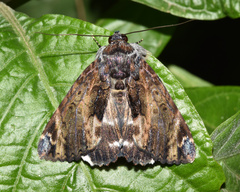 Catephia natalensis