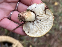 Tricholoma intermedium