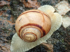 Helix albescens