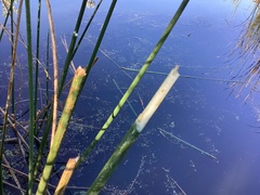 Eleocharis quadrangulata