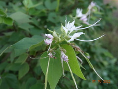 Bauhinia divaricata