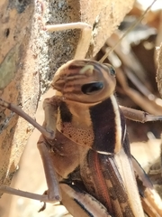 Acanthacris ruficornis