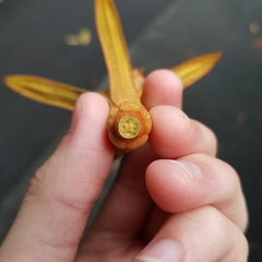 Pterospermum acerifolium