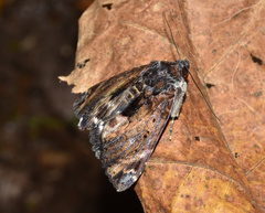 Catephia natalensis