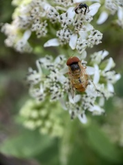 Copestylum sexmaculatum